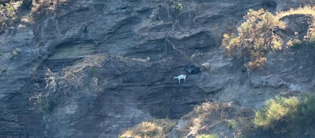 Goats Vulcano