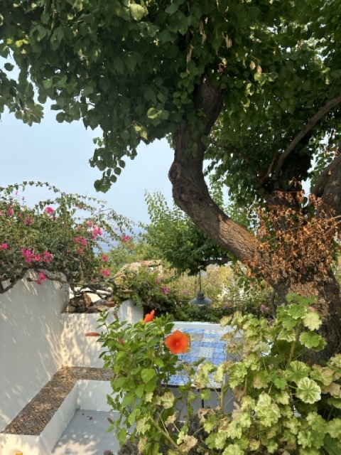 panarea flowers