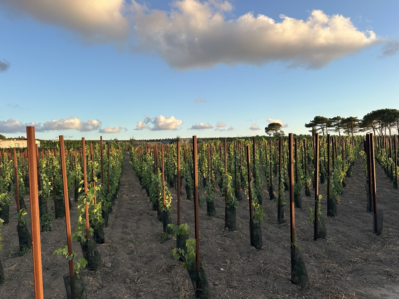 Lipari winery tour and wine tasting with lunch